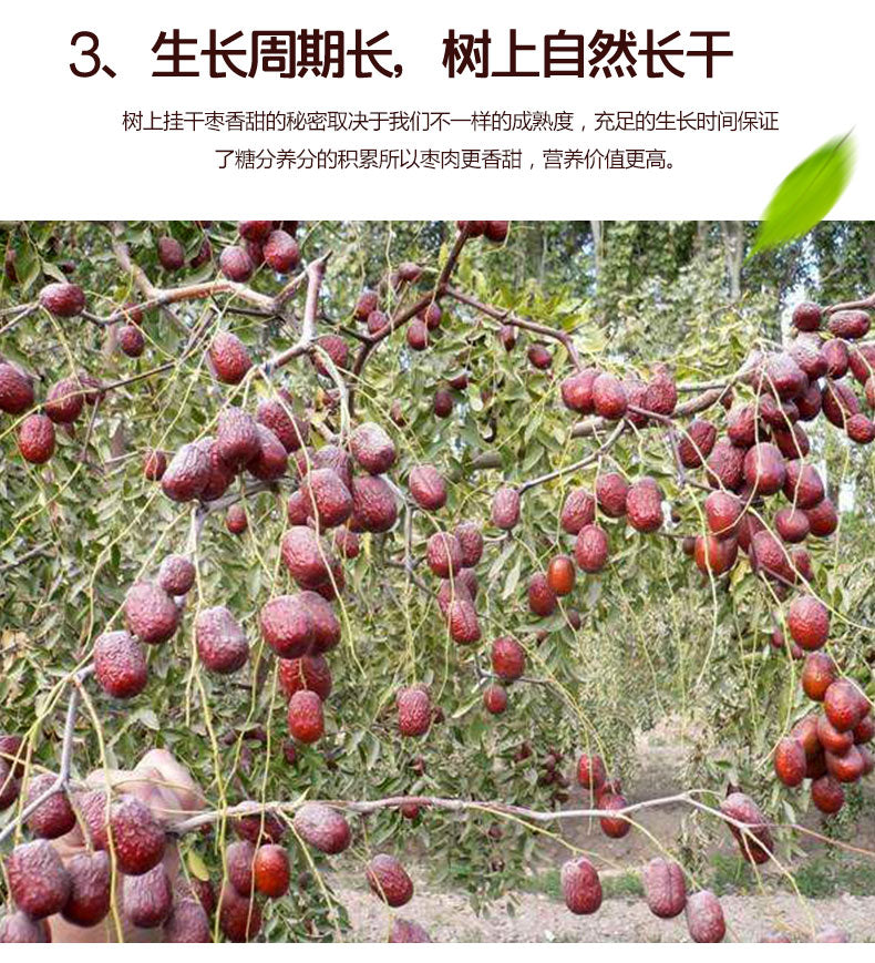 Ruoqiang Grey Jujubes 若羌精选灰枣